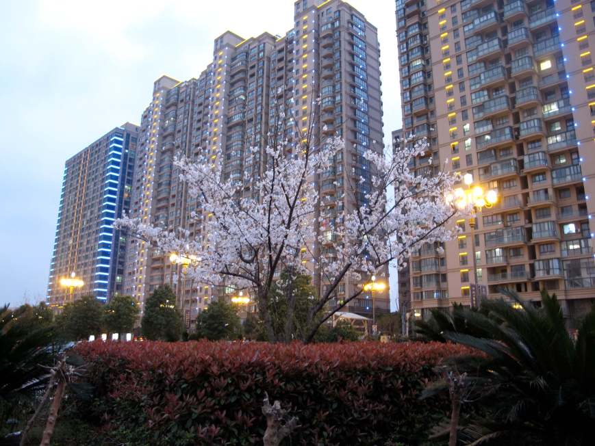 blossom buildings