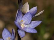 orchid_Thelymitra_aristata_Grampians131106-4682