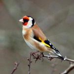 Goldfinch_x