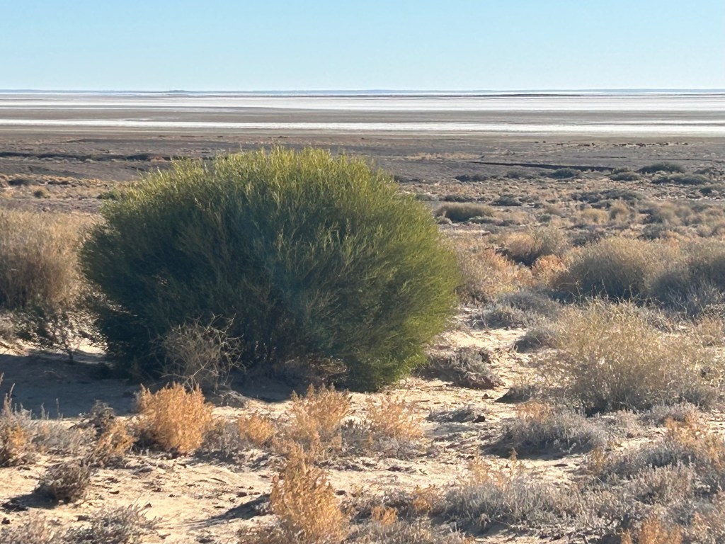 A close-up view of a green bush in a dry, arid landscape, with a vast salt flat visible in the background under clear skies.