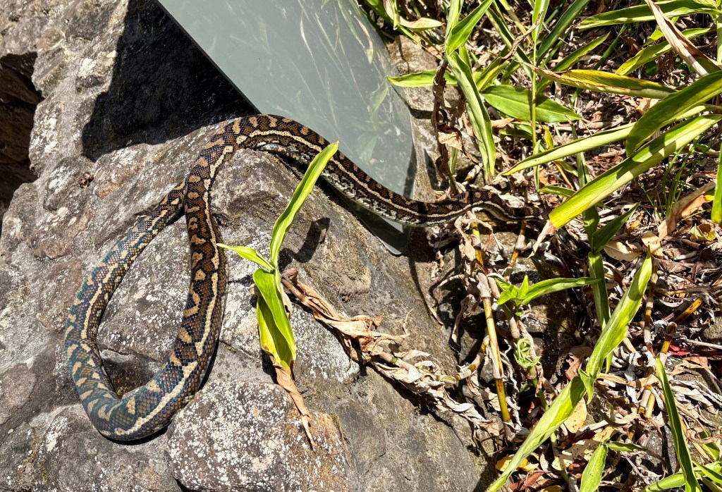 A coastal carpet python slithering across rocks and grass, basking in the sun.