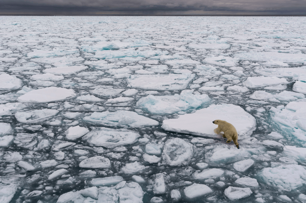 A polar bear standing on a piece of floating ice among a sea of icebergs and water, under a cloudy sky.