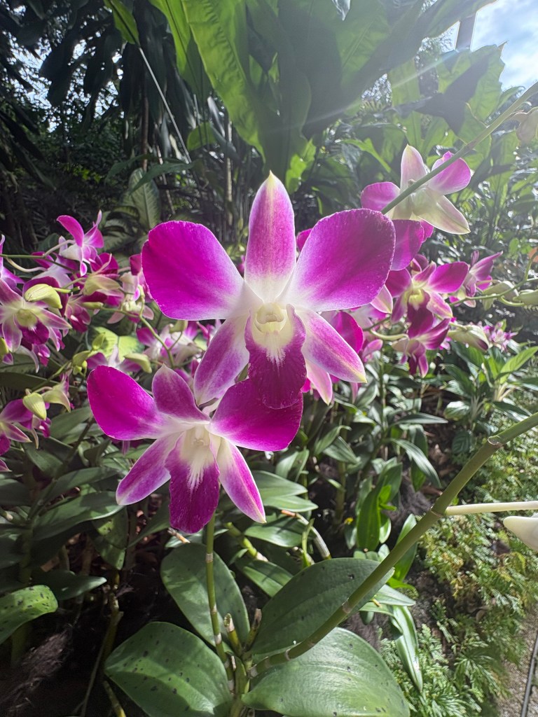 A close-up of vibrant purple orchids blooming amidst lush green foliage.