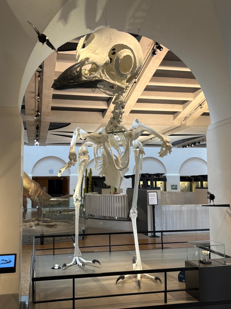 A large, lifelike skeleton of a bird displayed in a museum, showcasing its detailed structure, surrounded by exhibits and signage.
